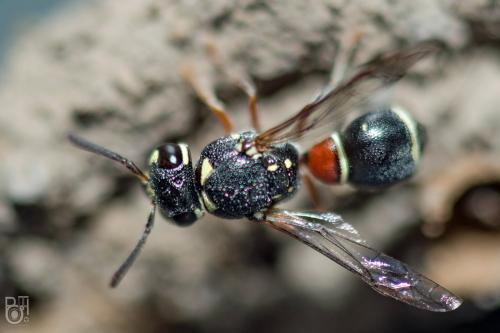 Paraleptomenes miniatus miniatus